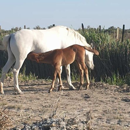 Notre élevage de chevaux dans les alpilles